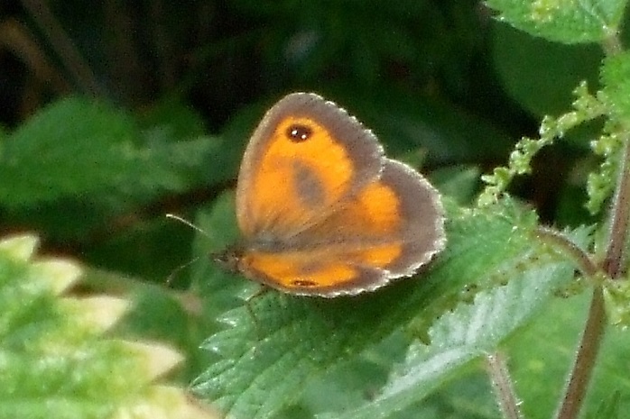 Gatekeeper Butterfly